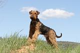 AIREDALE TERRIER 245